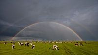 Weide, Kühe und ein Regenbogen von Fonger de Vlas Miniaturansicht