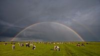 Weiland, koeien en een regenboog