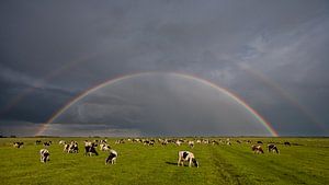 Weiland, koeien en een regenboog van Fonger de Vlas