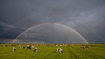 Un pré, des vaches et un arc-en-ciel