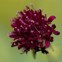 Knautia, kleine rote Blume