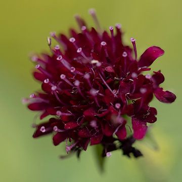 Knautia, klein rood bloemetje van Huub de Bresser