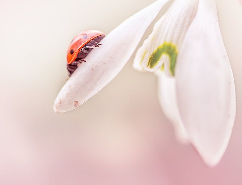 clock with ladybird by natascha verbij