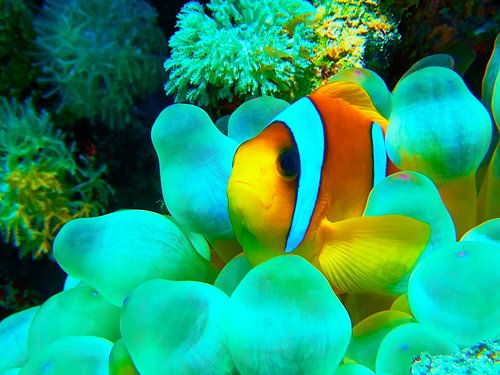Red sea anemonefish