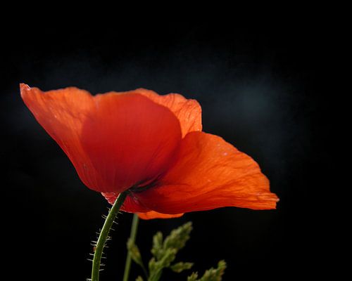 Coquelicot rouge