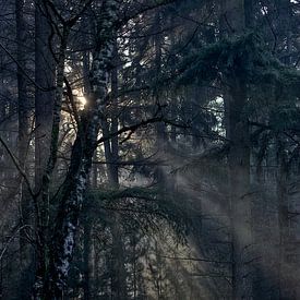 Sunrice dans la forêt sur Robert Jan Smit