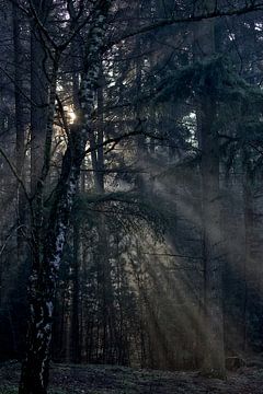 Sunrice dans la forêt sur Robert Jan Smit