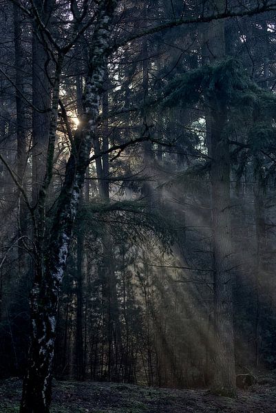 Sunrice im Wald von Robert Jan Smit