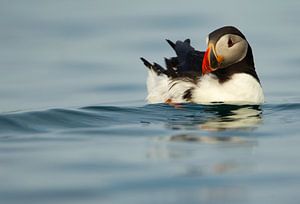 Puffin nageant en mer sur Beschermingswerk voor aan uw muur