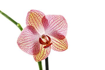 Fleur d'orchidée sur Roland Brack