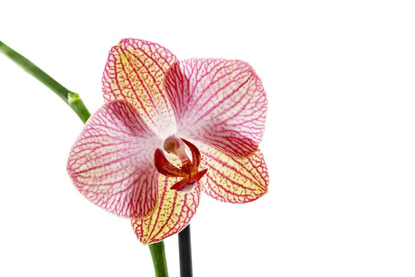 Orchideenblüte von Roland Brack