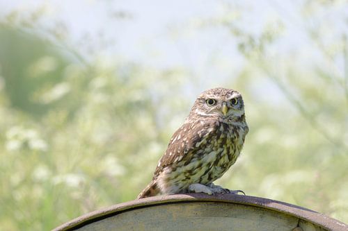 Steenuil op een wiel