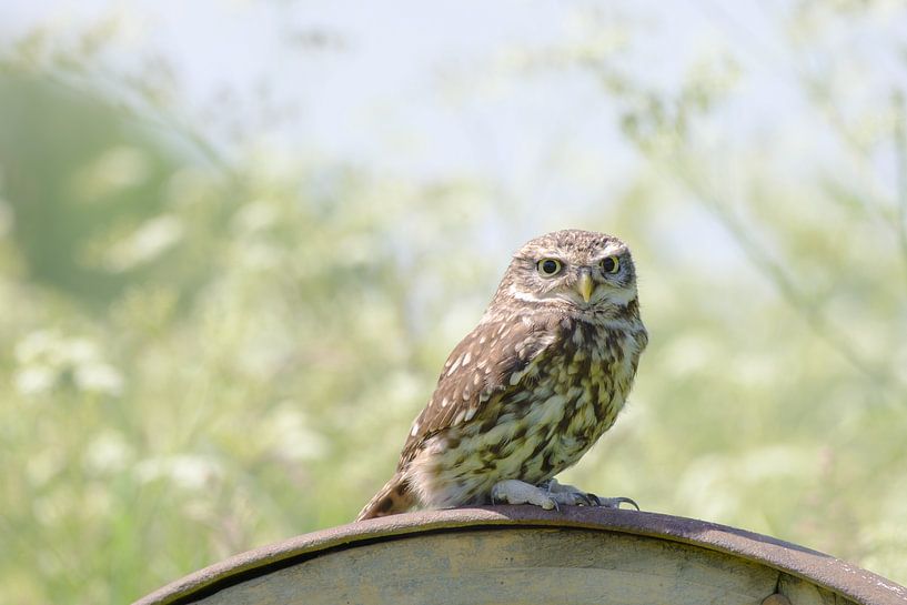 Kleine Eule auf einem Rad von Quirina Kamoen