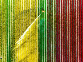 Tulipes poussant dans un champ arrosé par un arroseur agricole sur Sjoerd van der Wal Photographie