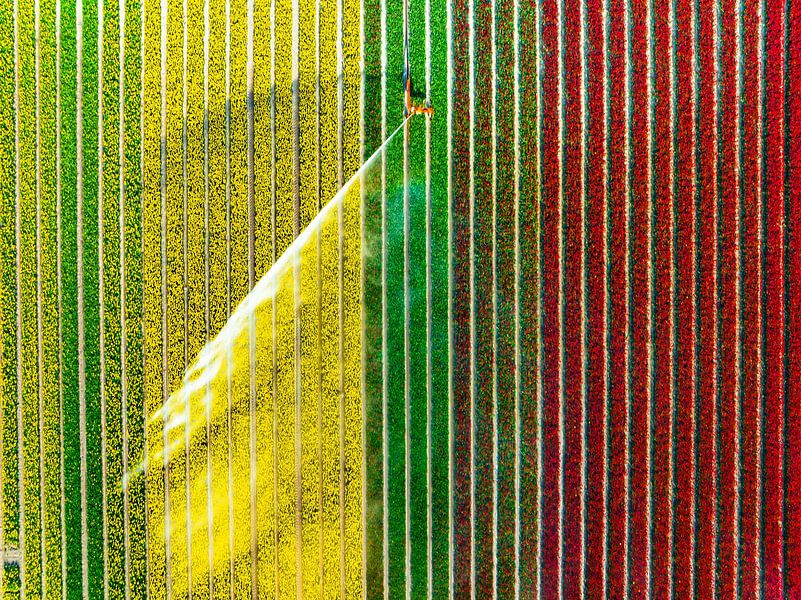 Tulpen op een akker die wordt besproeid met een irrigatiesproeier van Sjoerd van der Wal Fotografie