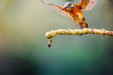The landing of the kingfisher by mirka koot