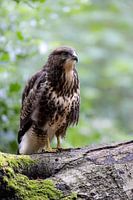 Juvenile buzzard on a branch