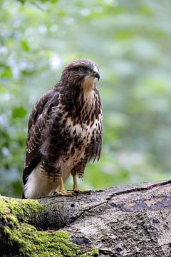 Juveniele buizerd op een tak van Piet Hein Schuijff