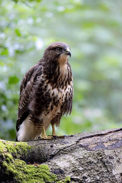 Juvenile buzzard on a branch by Piet Hein Schuijff