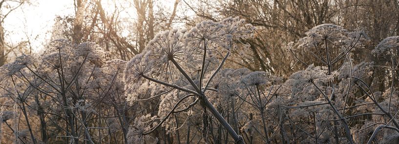 Frozen hogweed caught in the sunlight. by Wim vd Neut
