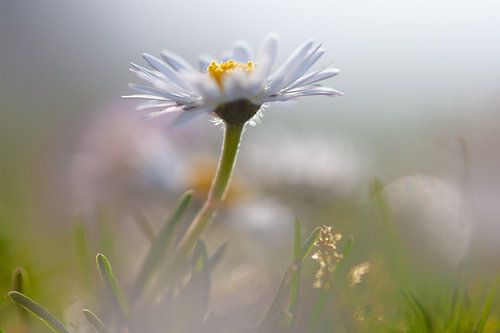 madelief in de zon