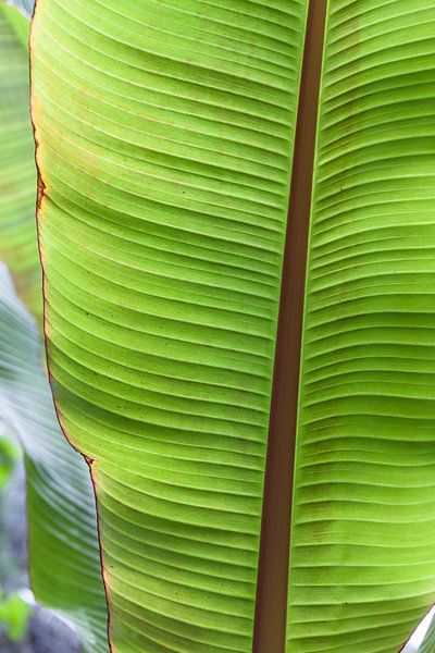 Banana leaf in the garden La Mortella in Forio by Christian Müringer