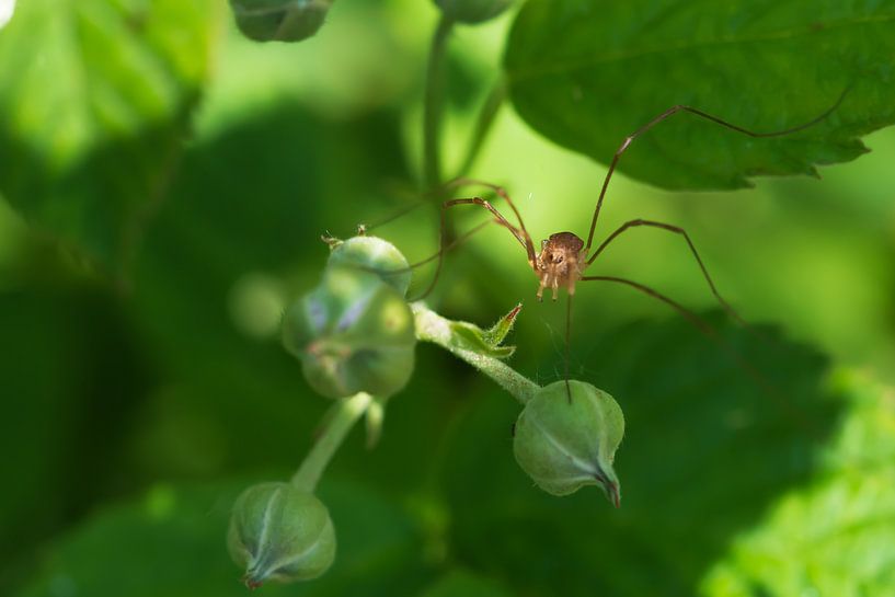 spinnetje von eric brouwer