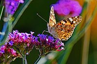 Distelvlinder op Verbena