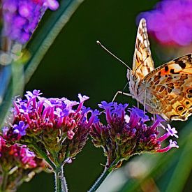 Thistle Butterfly on Verbena by Tjamme Vis