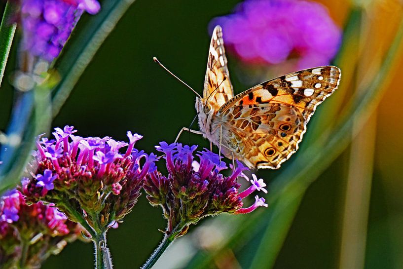 Distelvlinder op Verbena van Tjamme Vis
