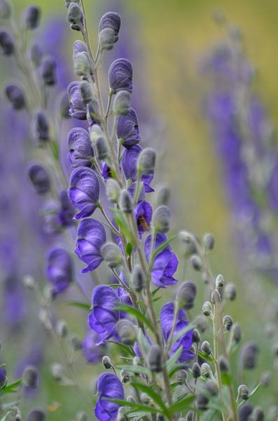 Monnikskap  by Yvonne van der Meij