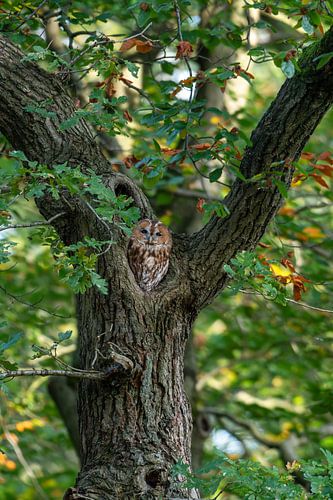 Le plus bel arbre. sur Demian Smit