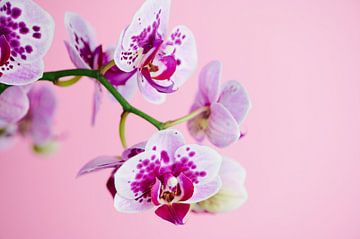 Orchid against a pink background by C. Nass