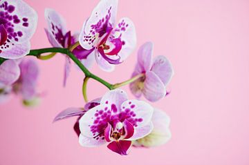 Orchidee tegen een roze achtergrond van C. Nass