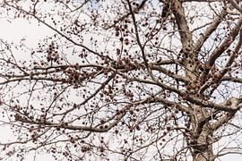 Baum in Amsterdam West Horizontal, Nord-Holland, Niederlande von Aaya Photographs, Aaya Mohamed von Aaya Mohamed