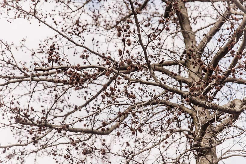 Tree in Amsterdam West Horizontal, North Holland, Netherlands by Aaya Photographs, Aaya Mohamed by Aaya Mohamed