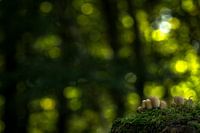 Le petit monde