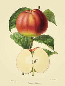 Apfel Ananas- Antike Illustration