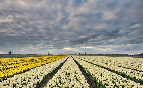 Bloembollen velden nabij Schermerhorn