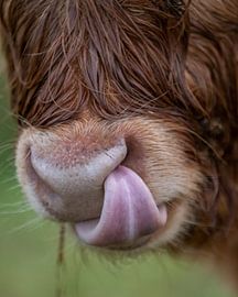 Leckerer Happen! von Richard van der Zwan