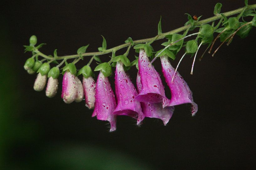 Digitalis/Vingerhoedskruid van Klaas de Vries