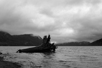 Giant tree trunk washed ashore.