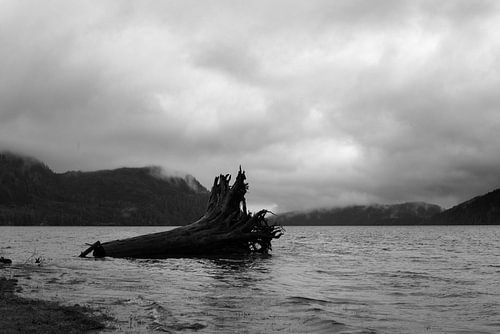 Un tronc d'arbre géant s'est échoué sur le rivage.