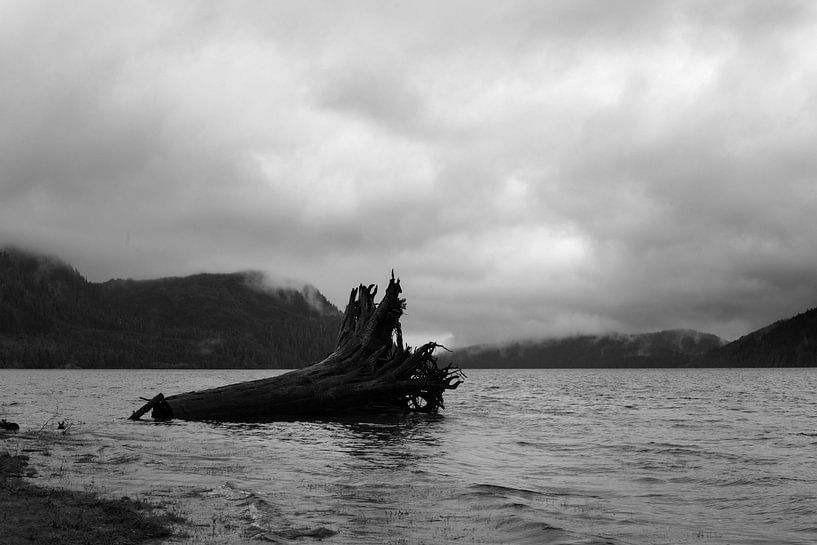 Un tronc d'arbre géant s'est échoué sur le rivage. par Pieter De Saeger