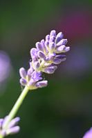 Lila Lavendel