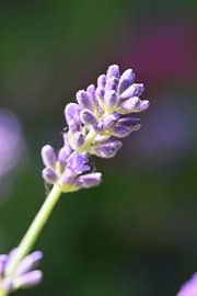 Purple lavender by Esther