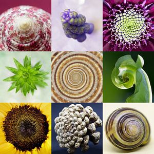 Fibonacci in de natuur van Esther de Bruijn