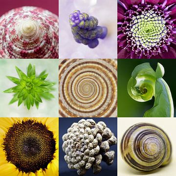Fibonacci in nature by Esther de Bruijn