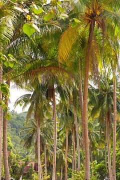 Palm trees by Angela Seubring