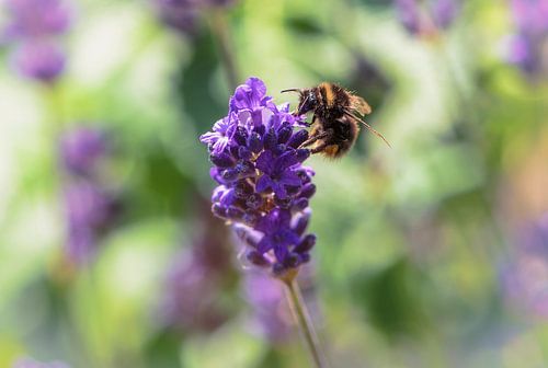 Lavendel met bezoek